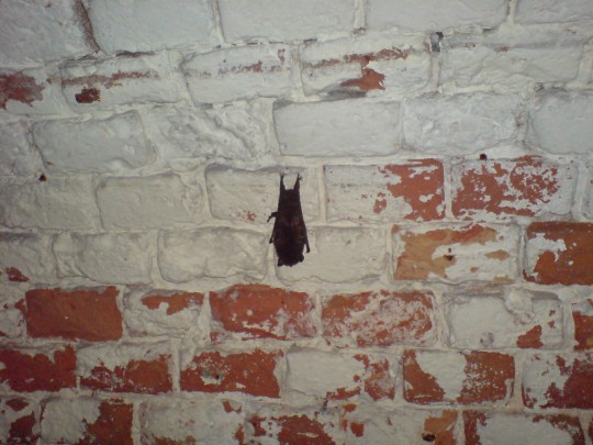 attēls