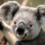 aaartis1